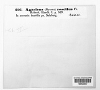 Laccaria laccata image